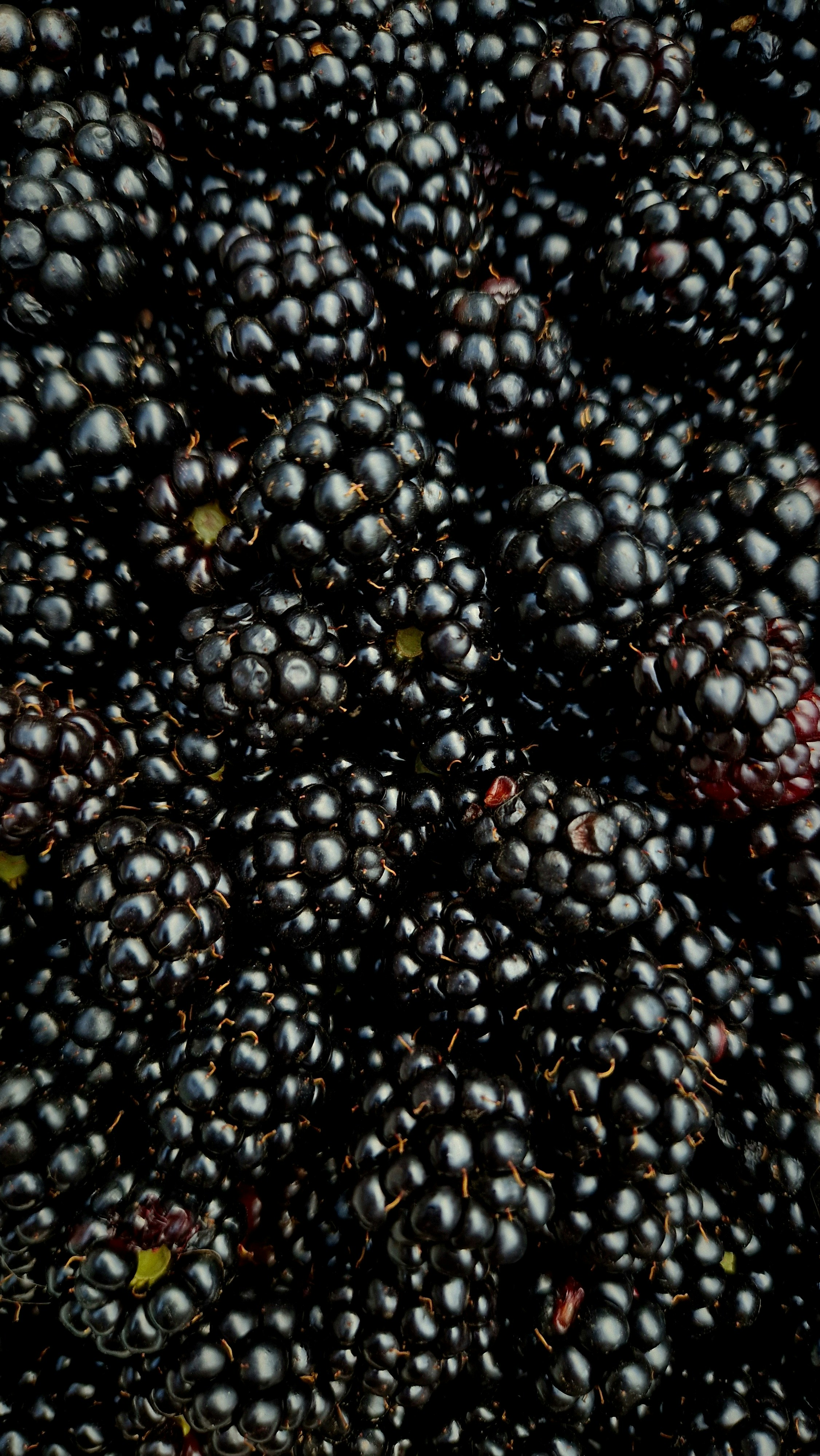 Blackberry Powder