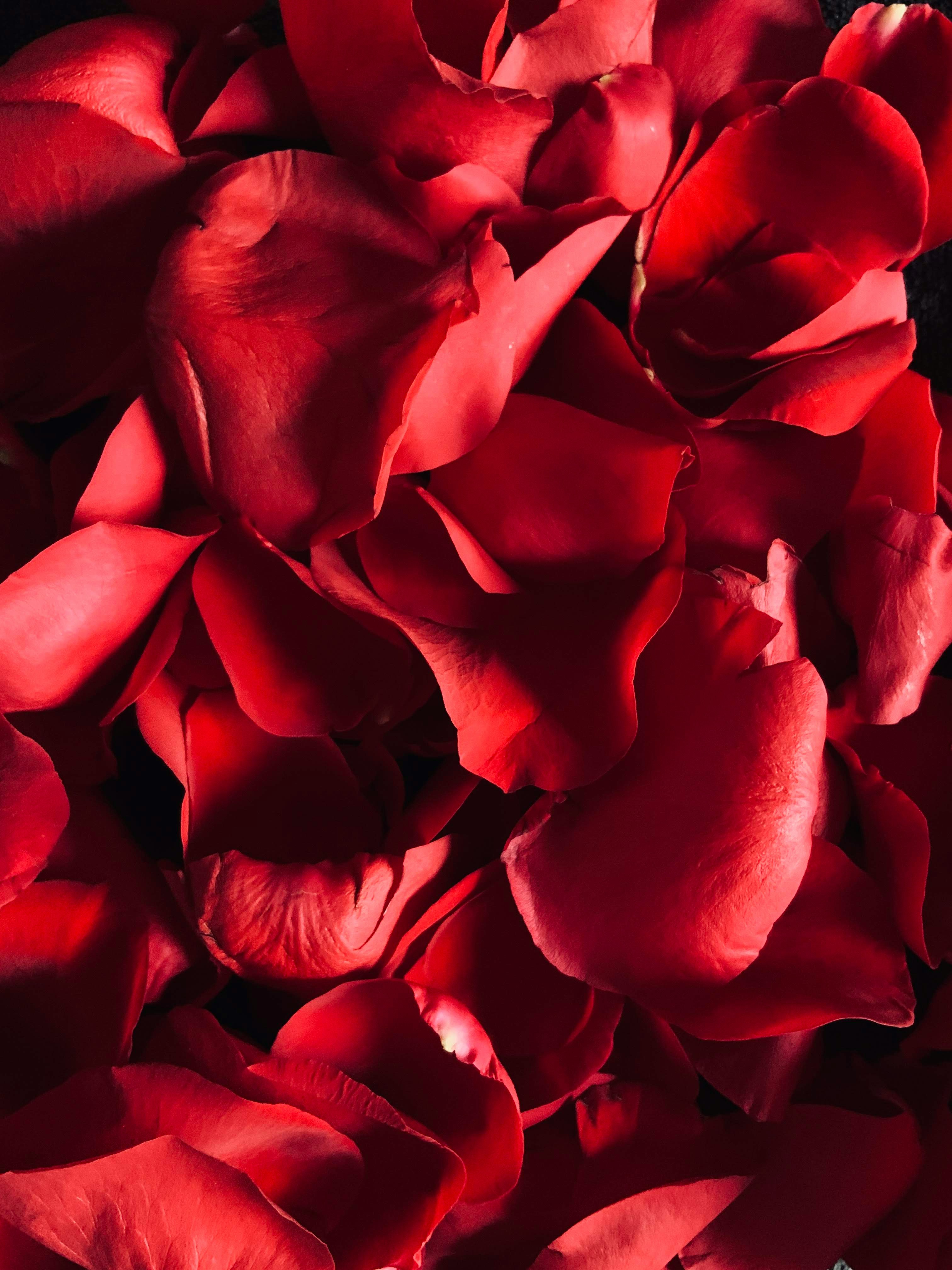Rose Petals Powder